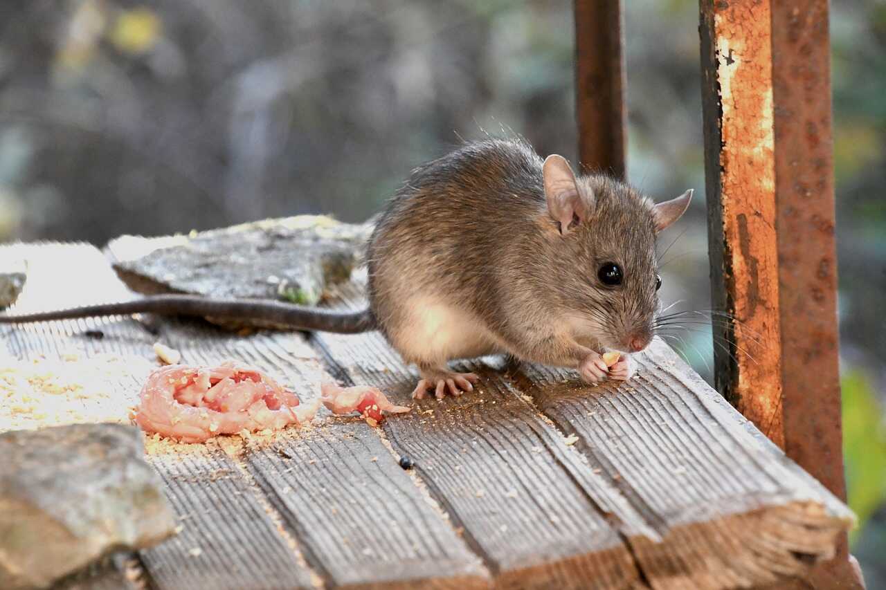 local rodent control regulations